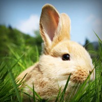 /album/stardoll-star/photolia-a03-jpg/